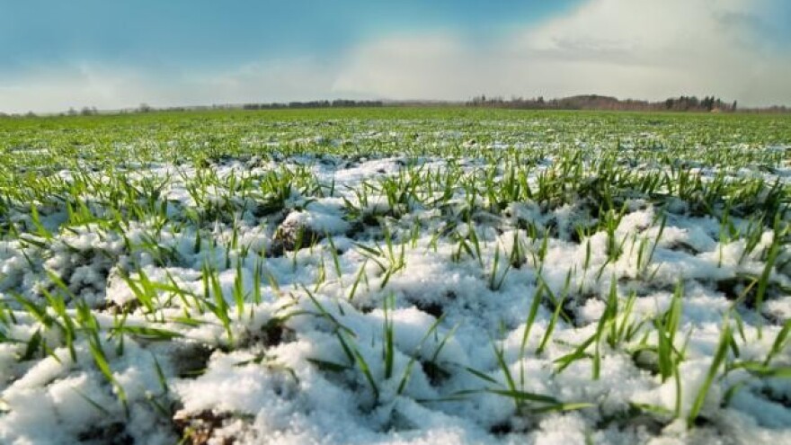 Crveni alarm - hoće li nam polja opet zabijeliti?