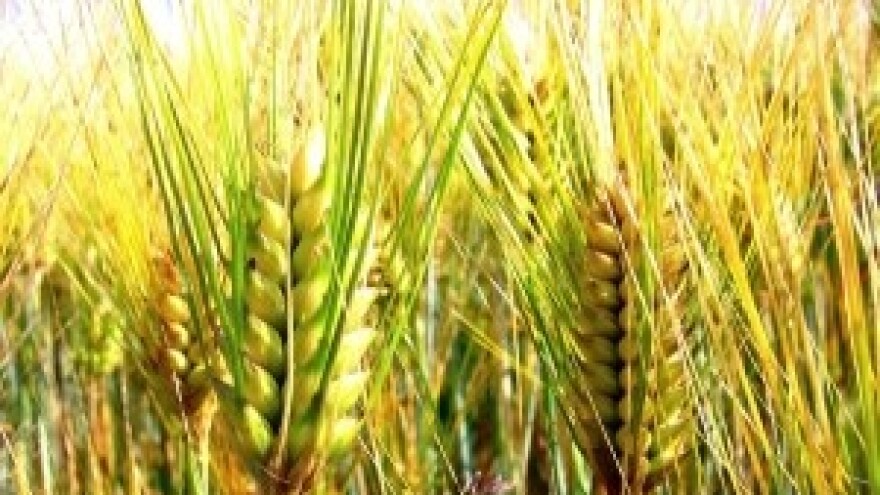 Povećanje rodnosti zimskih žitarica