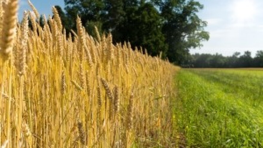 Proljetna gnojidba žitarica