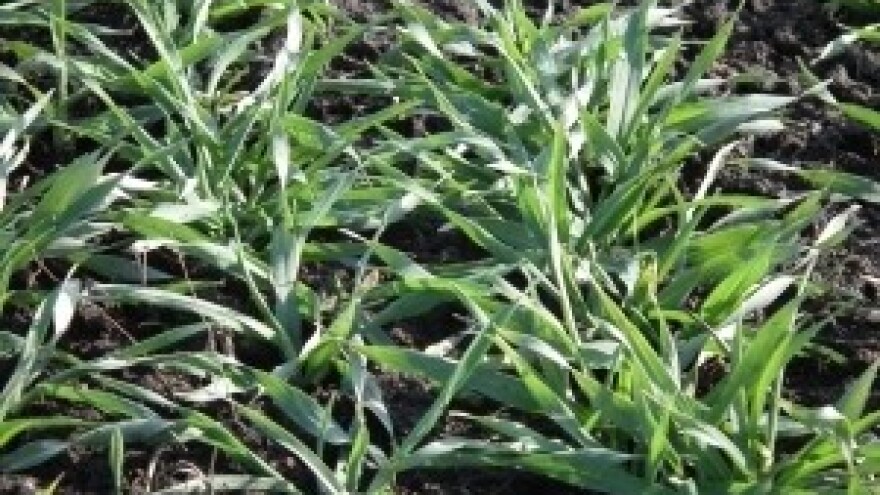 Osvoji knjigu filozofija gnojidbe