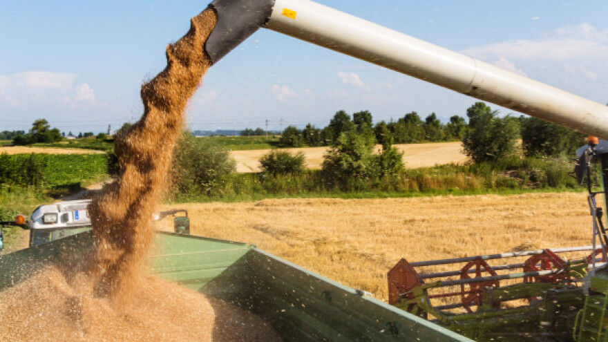 Pepelnica i hrđa protiv pšenice!