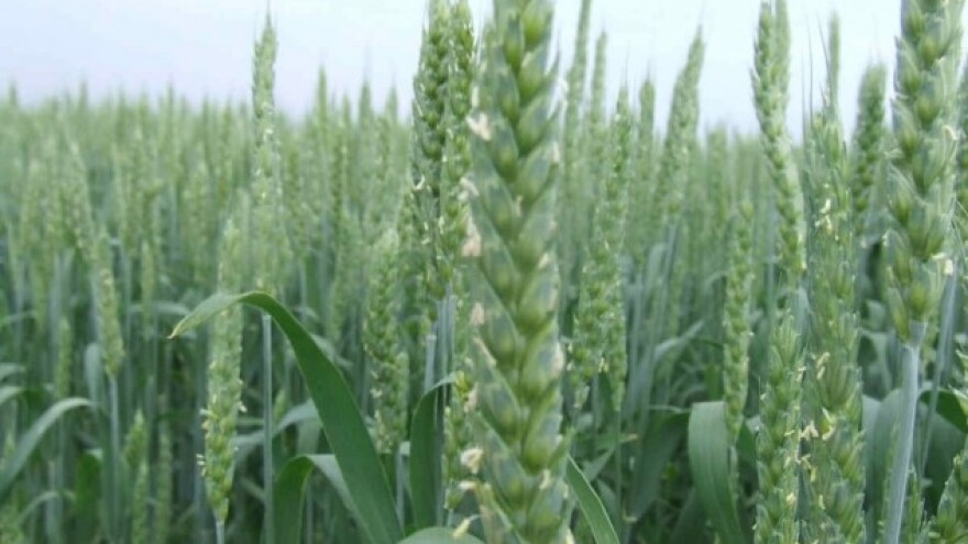 U pšenici suzbijati bolesti, a u okopavinama korove