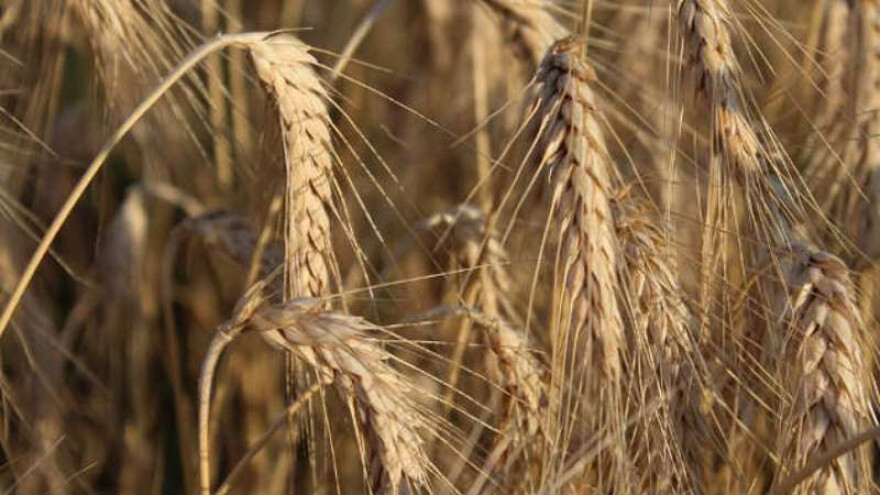 Problemi i planovi draževačkih poljoprivrednika