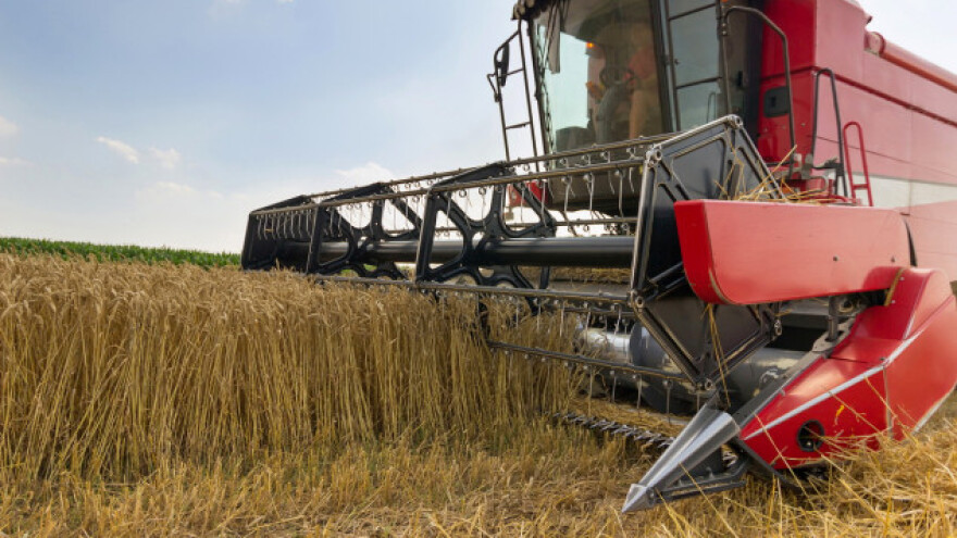 Britanska pšenica jedna od najskupljih u svijetu