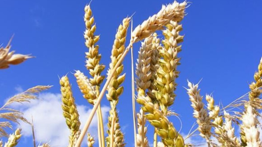 Osnovna gnojidba pšenice