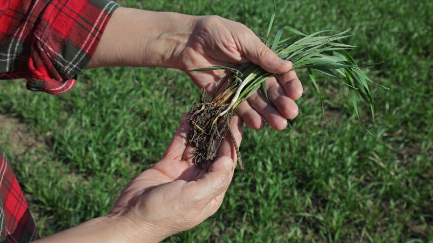 Što se to događa sa pšenicom?