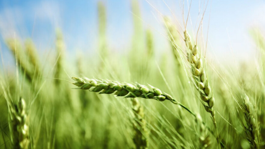 Systiva - prvi fungicid kojim tretiramo seme i štitimo list