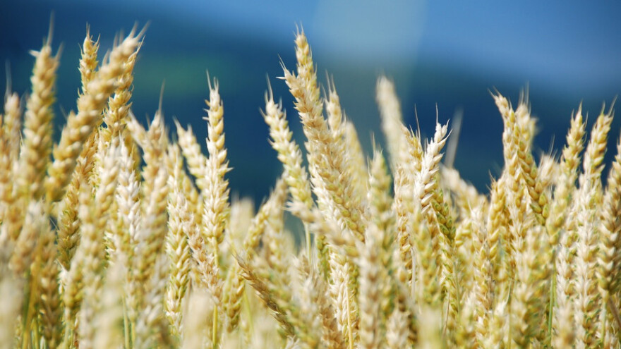Osigurano 500 KM po hektaru merkatilne pšenice