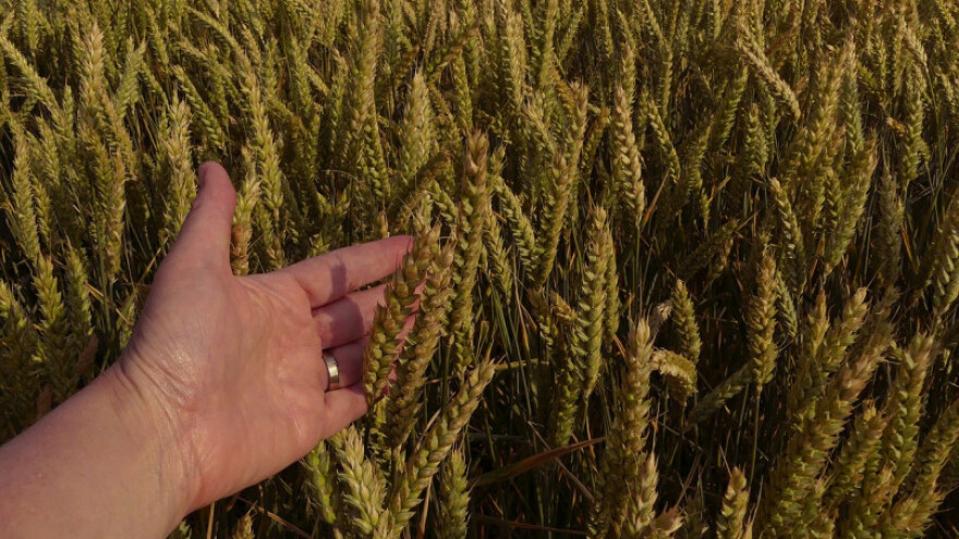 Podsticaji za merkatilnu pšenicu 200KM po hektaru