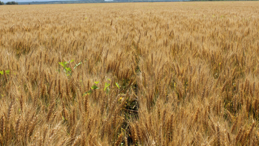Optimalni rok za setvu pšenice