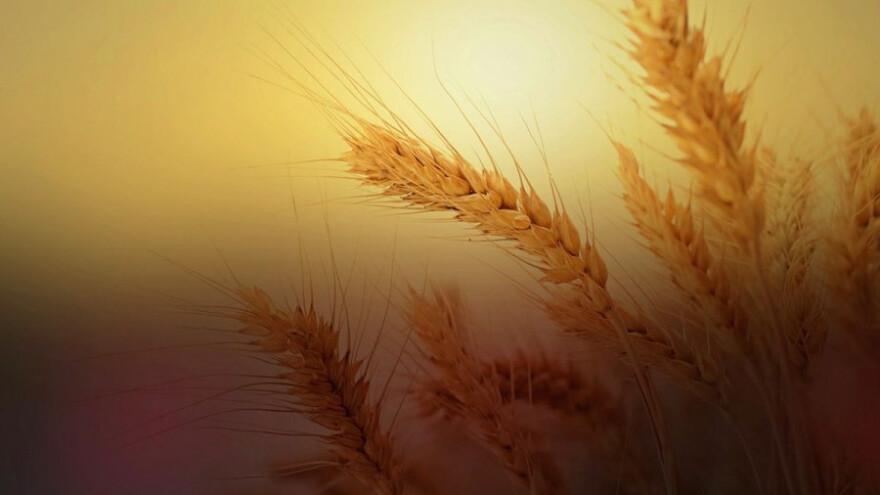 Neuništiva pšenica iz Rusije