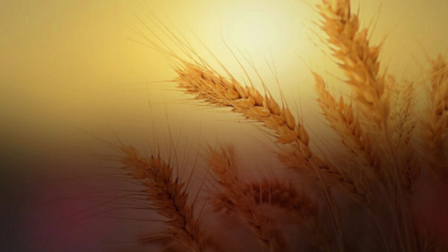 Neuništiva pšenica iz Rusije