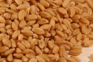 Kilogram pšenice pao na samo 65 lipa