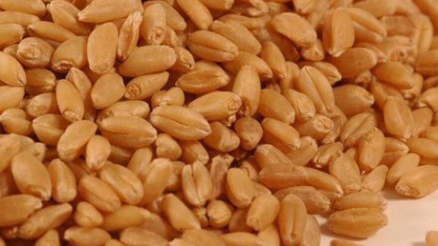 Kilogram pšenice pao na samo 65 lipa