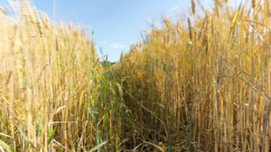 Mjere u zaštiti žitarica