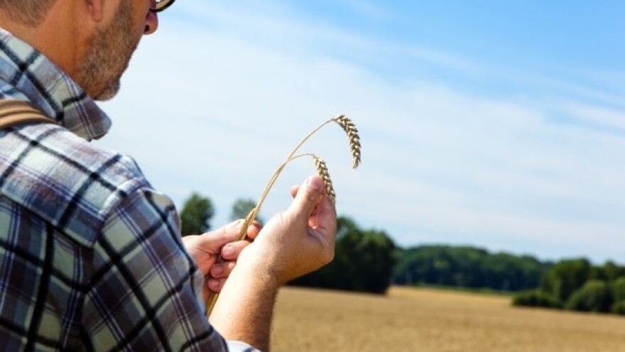 Ratari napuštaju nekad bogata ninska polja