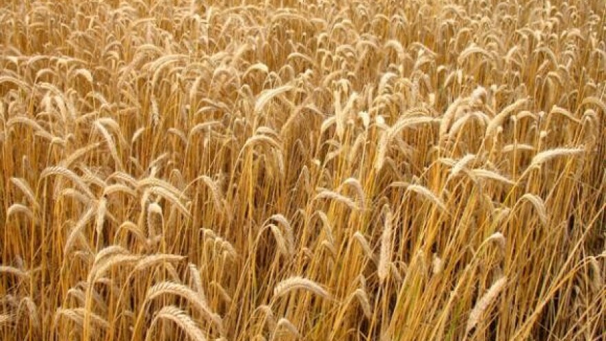 Zbog suše 30 posto manje pšenice