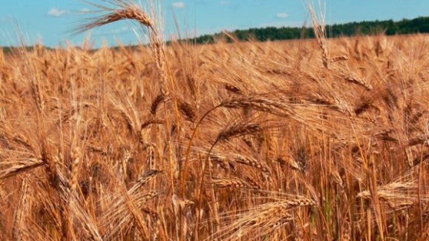 10.000 tona loše pšenice