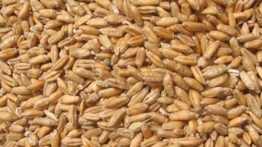 Krenuo izvoz pšenice