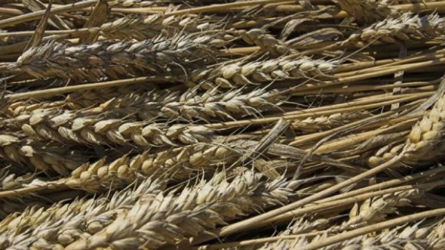 Silosi su samoposluge za državnu pšenicu