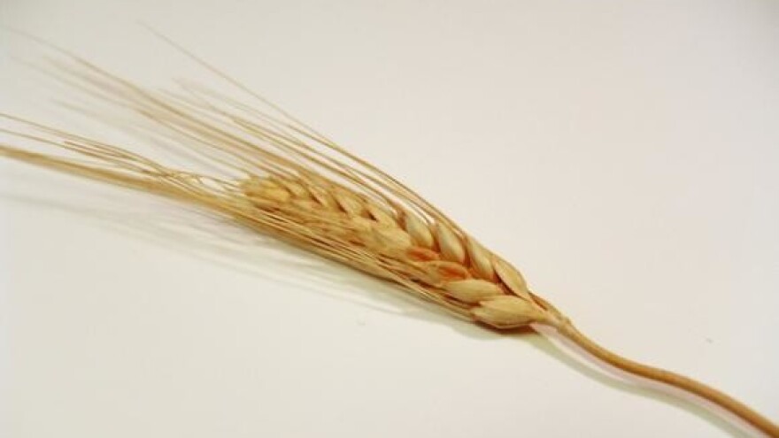 Đakovština ispražnjena za vrijeme Božića