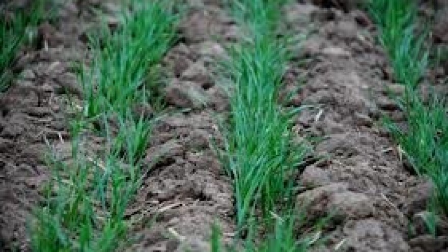 Ratarske kulture obećavaju dobar urod