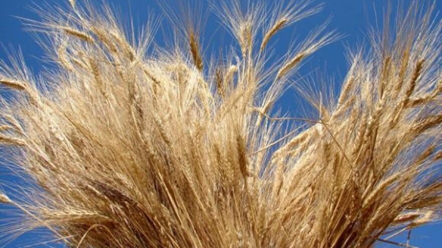 Milijunske štete u ratarstvu