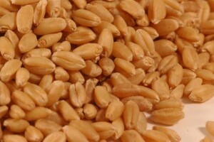 Nadoknada : žito iz Robnih zaliha