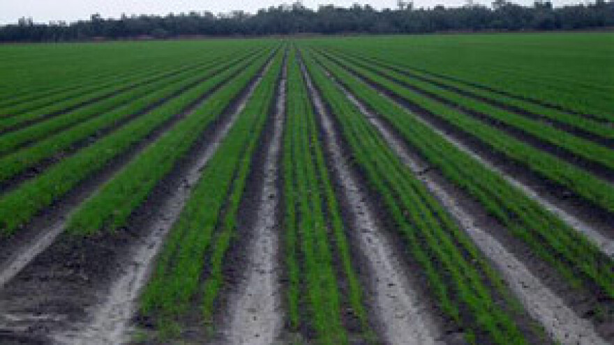 Smanjenje poticaja ugrožava sjetvu