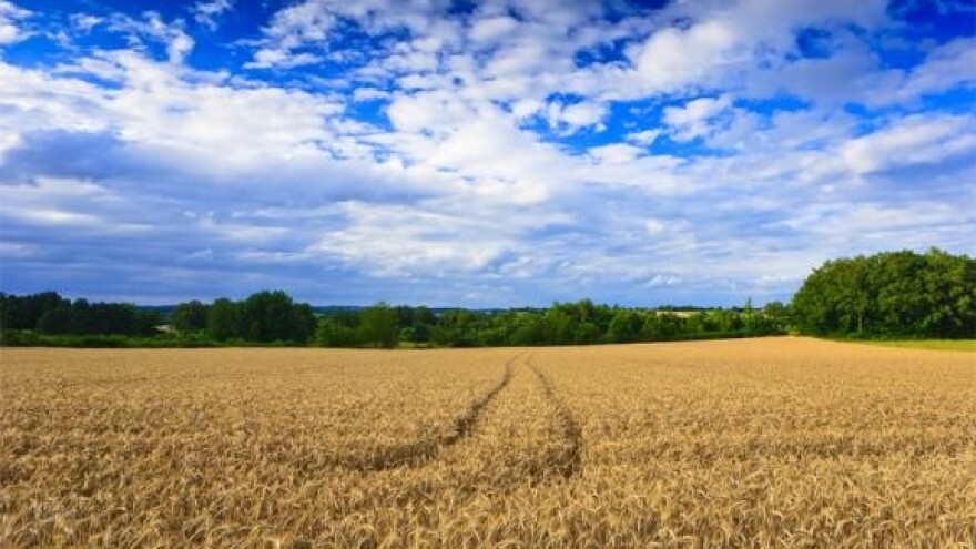 Pšenica izvezena u Libiju i Alžir