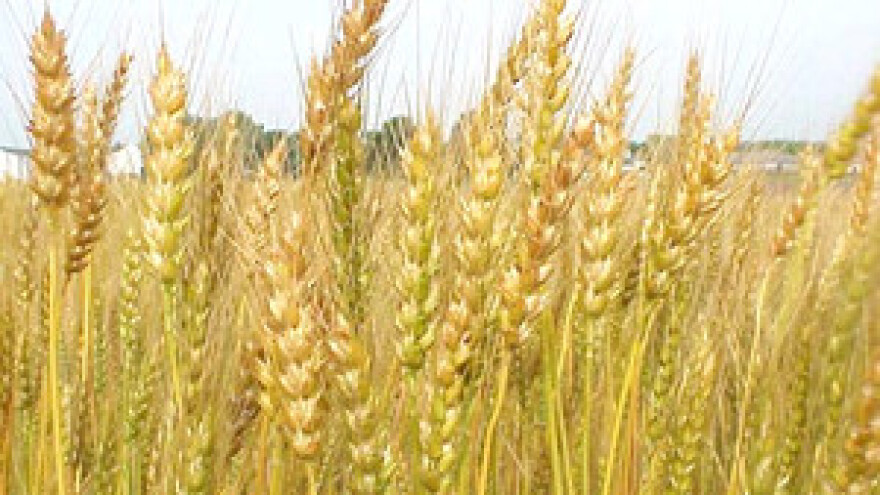 Pšenica će biti jeftina i nitko je neće htjeti