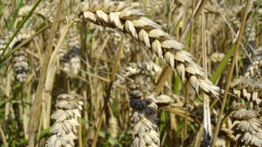 Bit će prosvjeda zbog cijene pšenice?