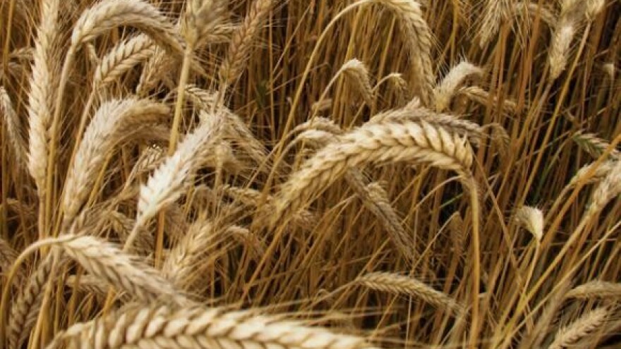 Đakovština na bubnju 7. lipnja