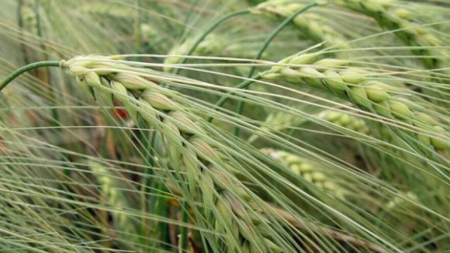 Ratari prijete cestom