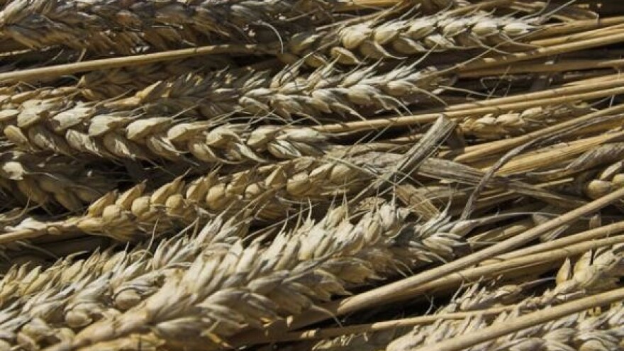 Danas natječaj za "Đakovštinu"