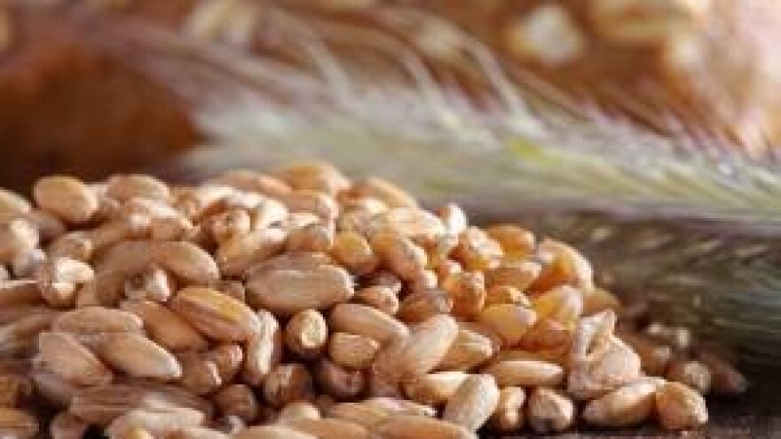 Pregovori o cijeni pšenice u tekućoj godini