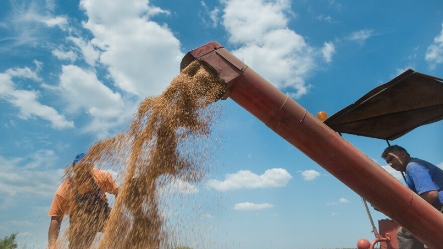 Pšenica gubi na popularnosti!