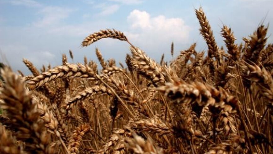 Očekivani urod pšenice 800.000 tona