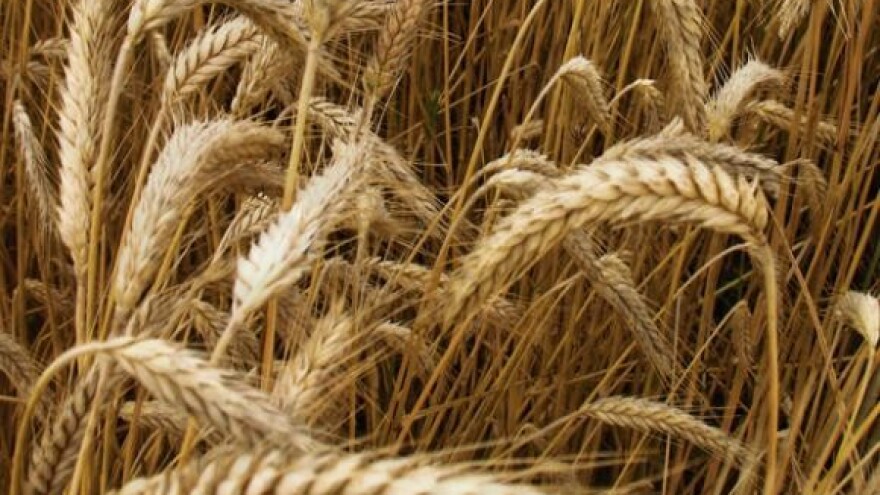 Seljački savez traži zaštitnu cijenu pšenice