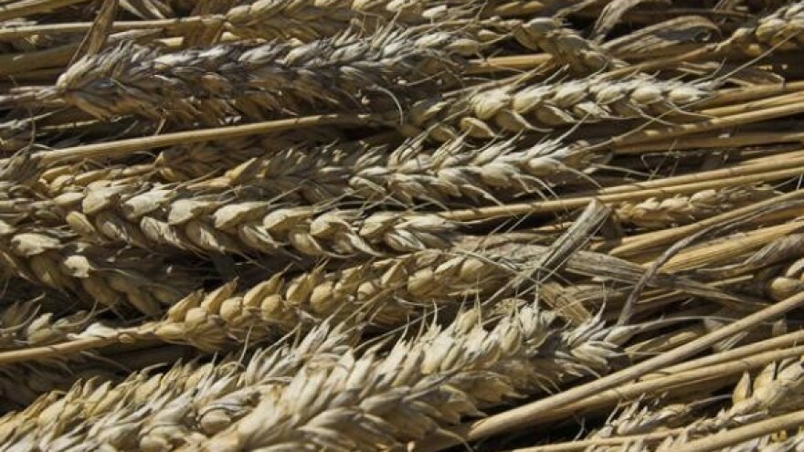 Zaštitna cijena pšenice