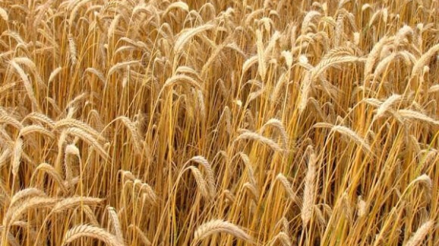 Pšenici će porasti otkupna cijena