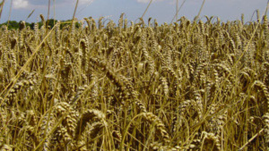 Ratari traže zaštitnu cijenu pšenice