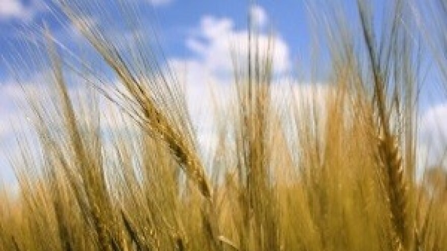 Neobična jesen u Slavoniji