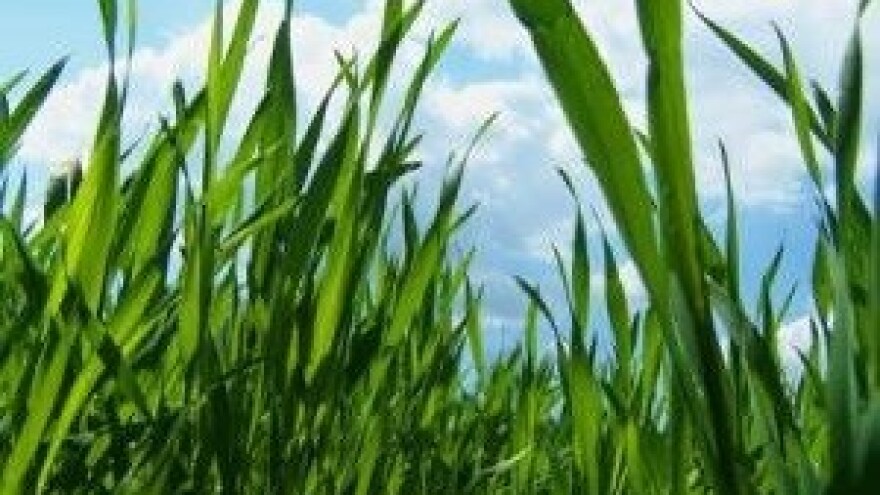 Hoće li nam se osvetiti proljeće u siječnju?