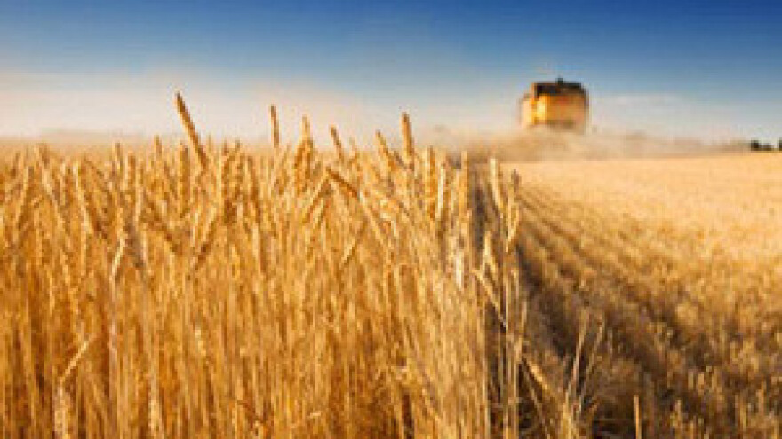 Počela žetva pšenice, urod neizvjestan