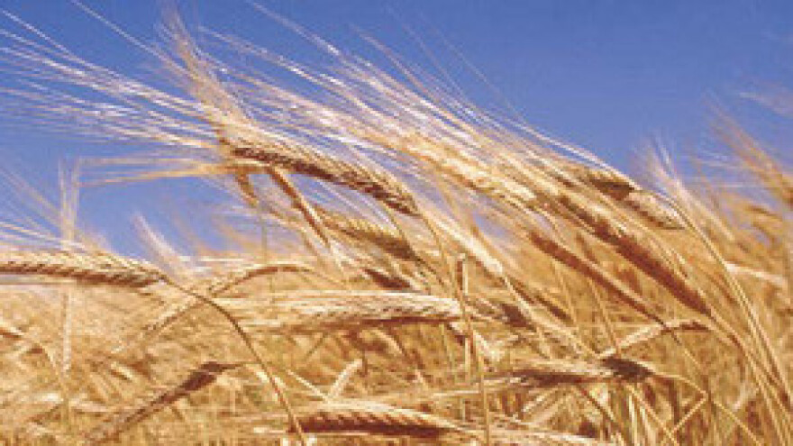 Izmijenjen Pravilnik o kvaliteti pšenice