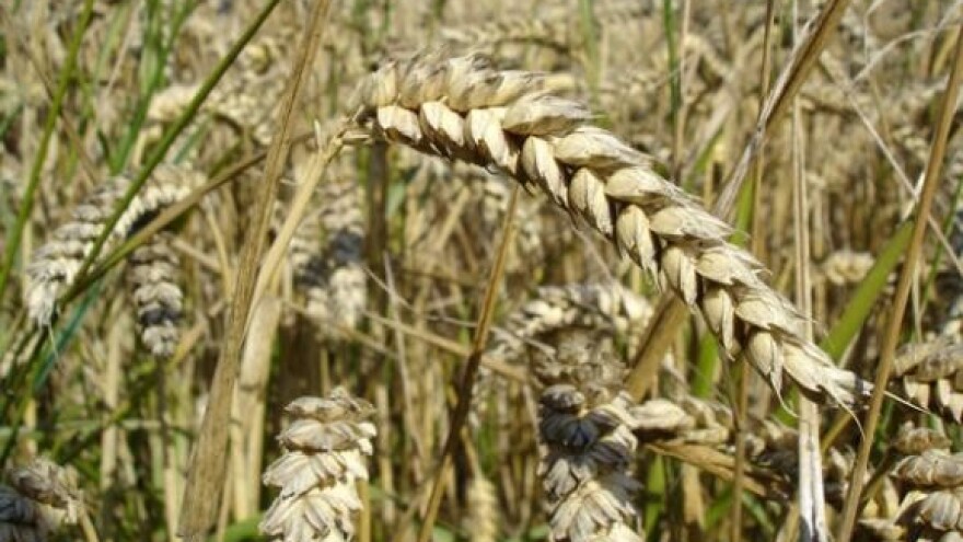 Pšenica za stoku ili zaoravanje