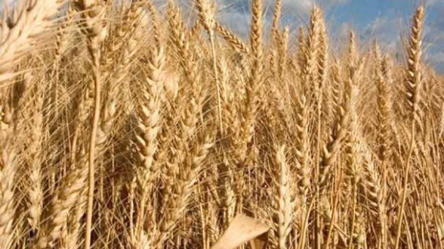 Podravka će pšenicu plaćati po kunu