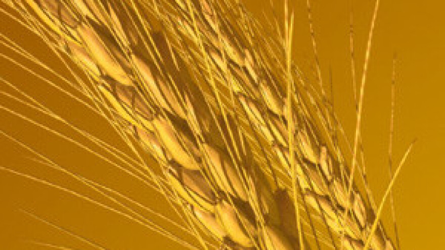 Otkupljivači ucjenjuju ratare!