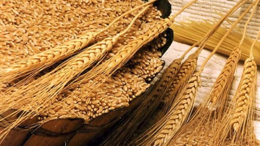 Raste cijena pšenice